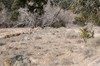 2018-01-16 to 2018-01-20 Bandolier and Jemez NM 025